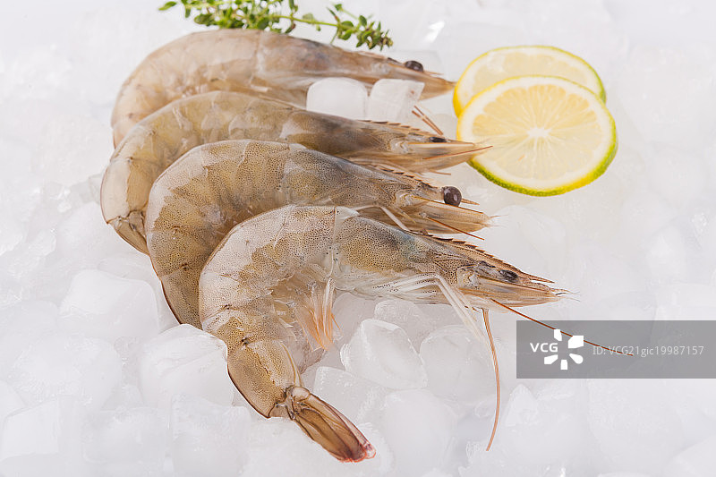 南美白对虾图片素材