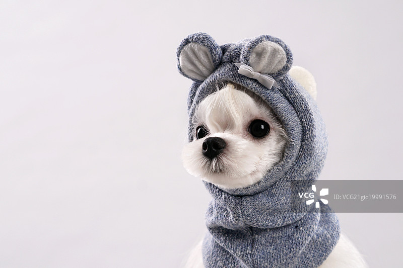 戴头套的贵宾犬图片素材