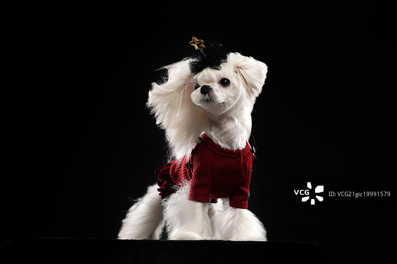 风中的贵宾犬图片素材