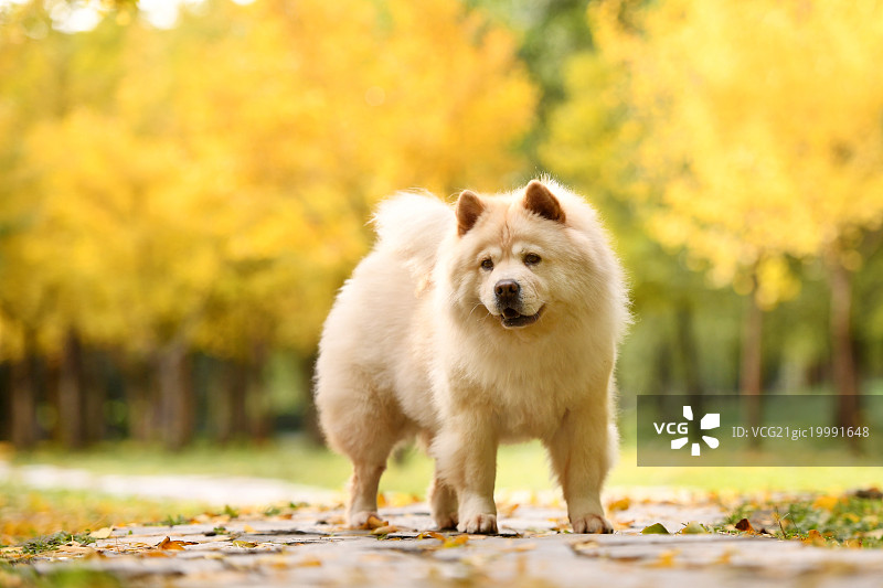 银杏林里的松狮犬图片素材