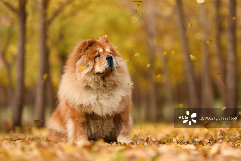 银杏林里的松狮犬图片素材