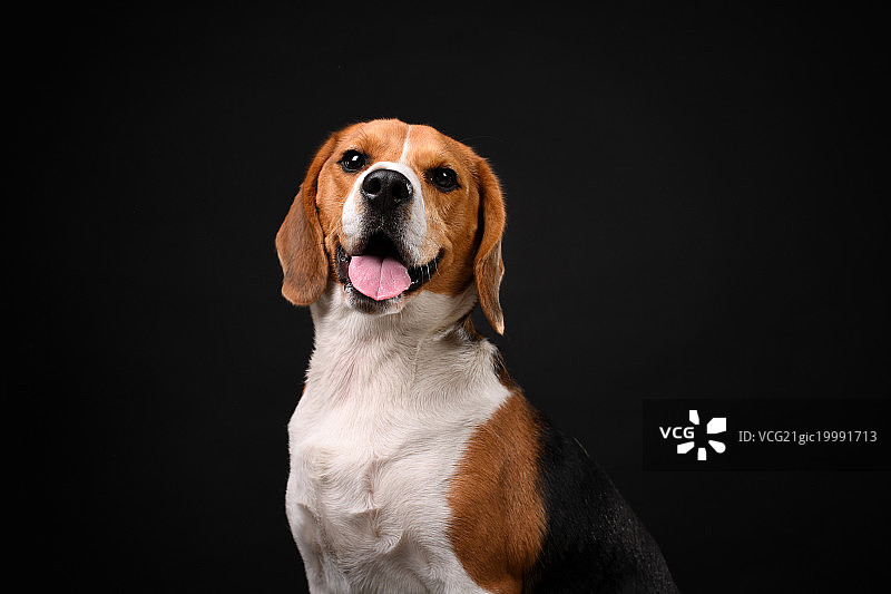 比格犬图片素材