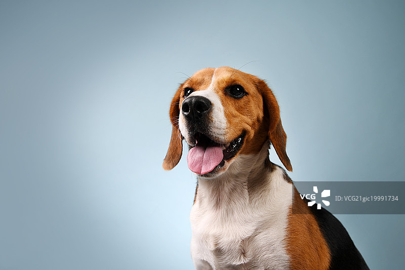 蓝色背景中的比格犬图片素材