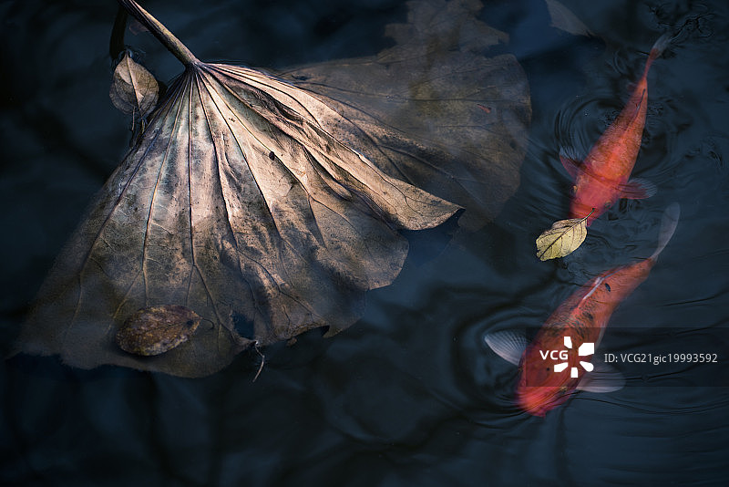 荷塘锦鲤年年有鱼荷叶红鱼图片素材