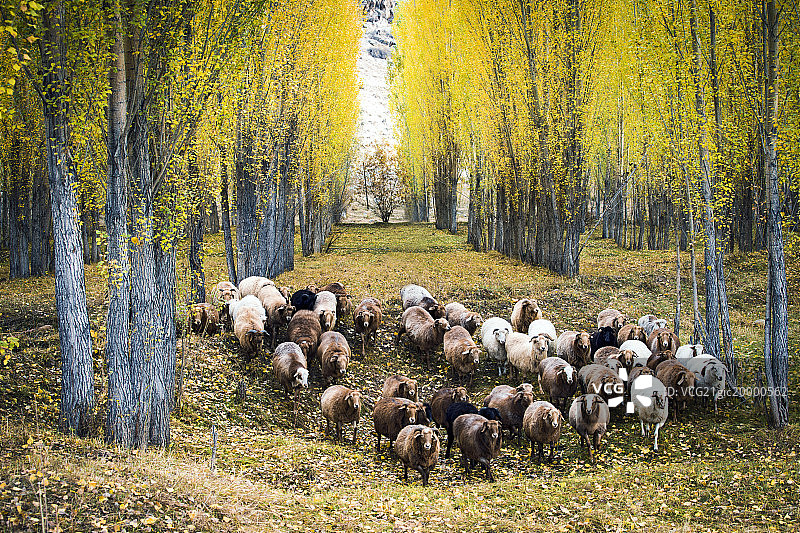 大美新疆美丽白桦林里吃草的羊群图片素材