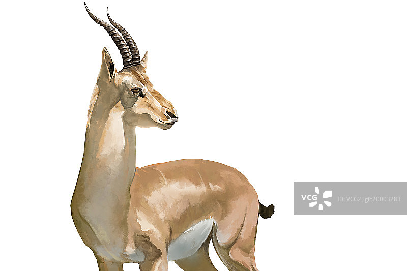羚羊图片素材