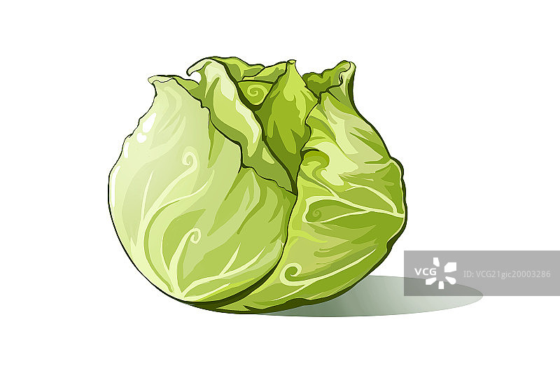 卷心菜图片素材