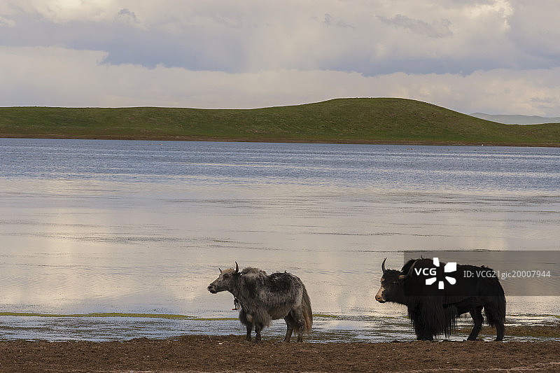 黄河源景区图片素材