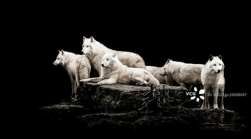 狼群图片素材