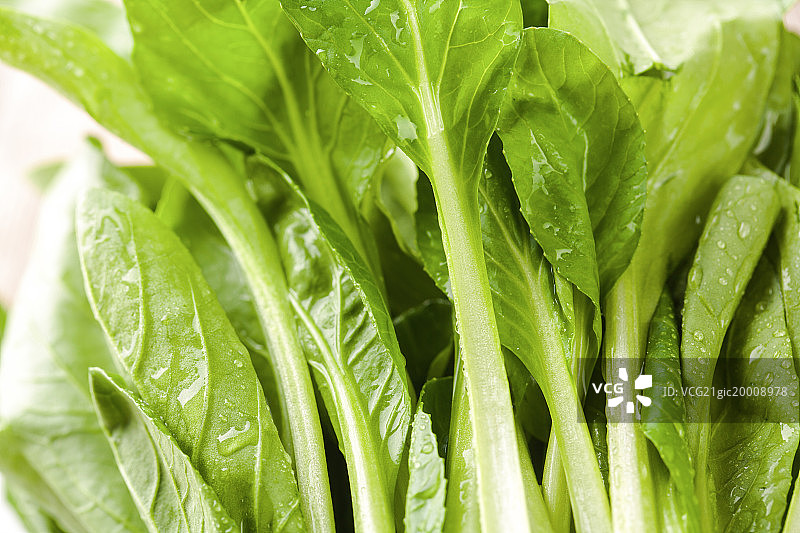 鸡毛菜图片素材