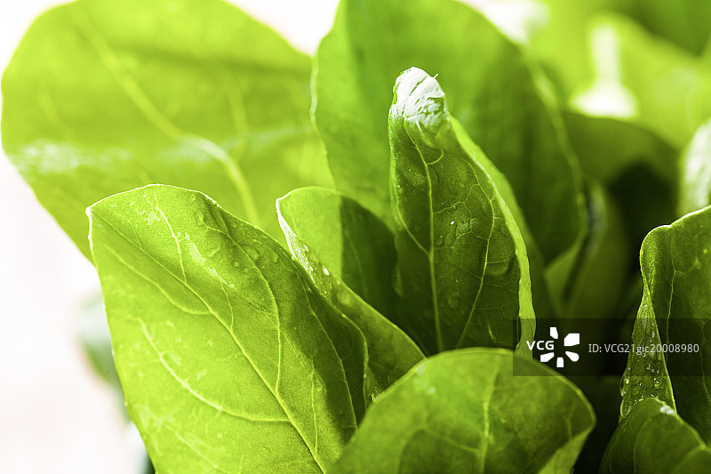 鸡毛菜图片素材