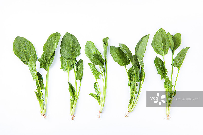 菠菜图片素材