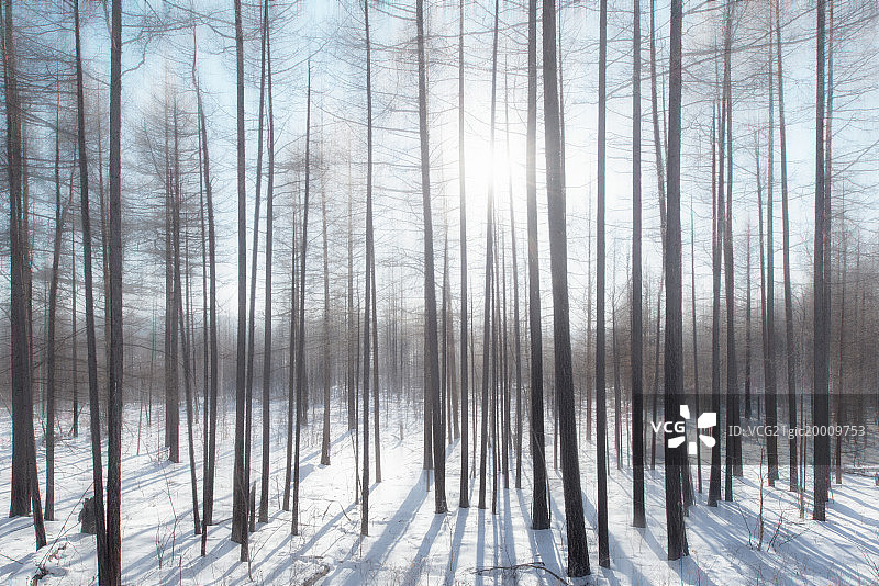 逆光森林图片素材