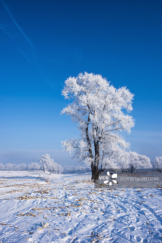 中国东北吉林雾淞岛雾凇美景奇观图片素材
