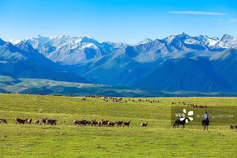 伊犁牧场图片素材