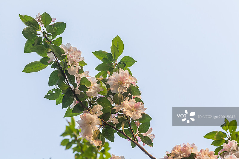 春天盛开的海棠花图片素材