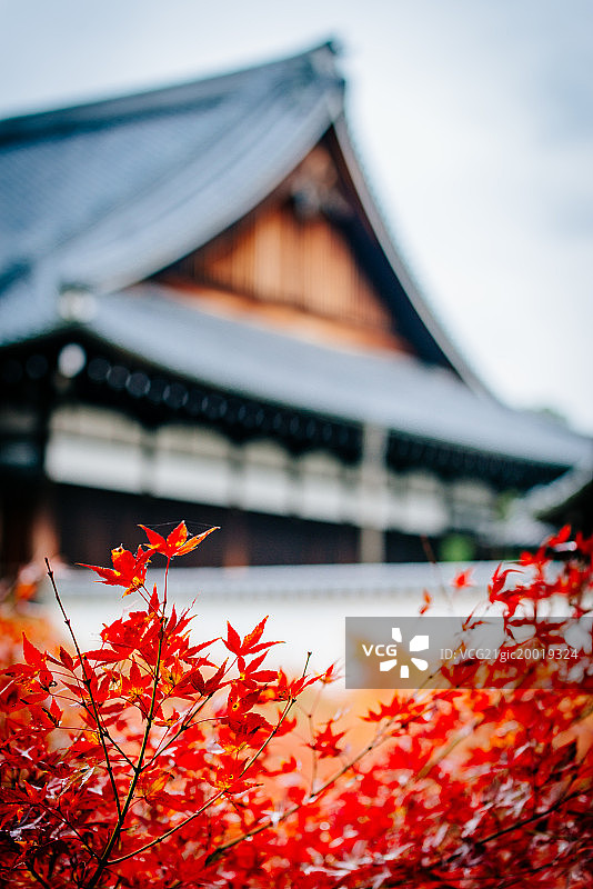 日本京都东福寺红叶图片素材