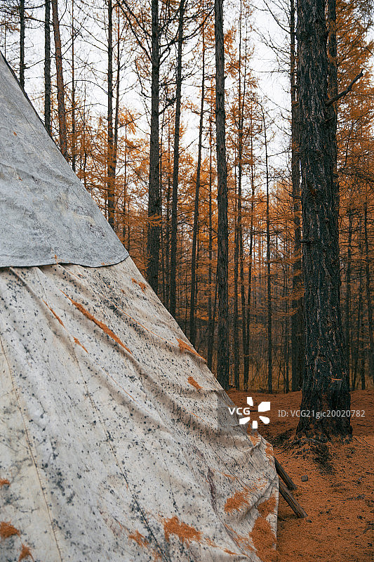 森林里的帐篷图片素材