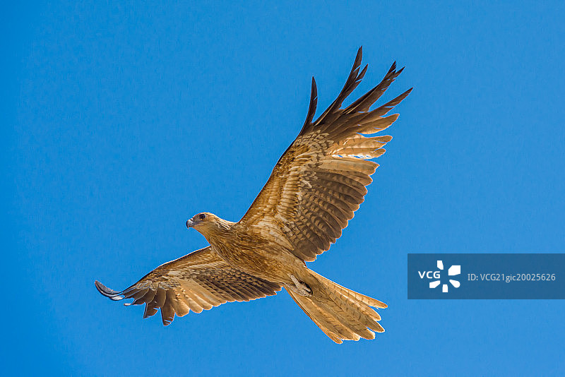 Adelaide River Kite图片素材