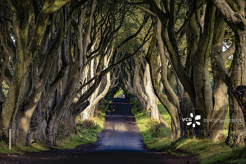 黑暗树篱的暗黑之路图片素材