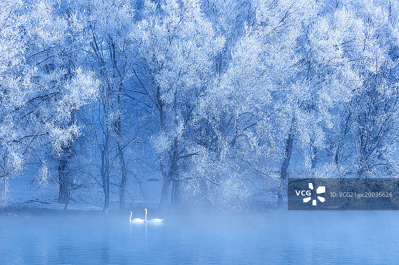 天鹅湖图片素材