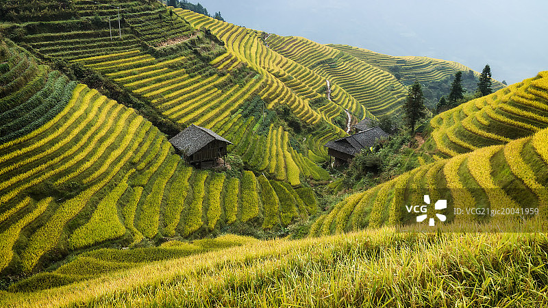 广西桂林龙胜金色梯田图片素材