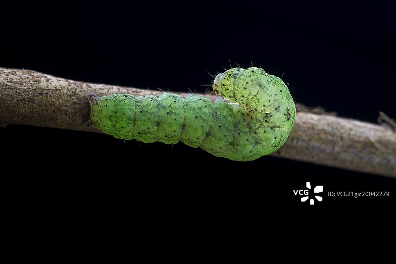 绿色的虫图片素材