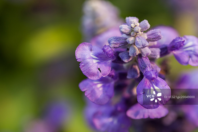 鼠尾草图片素材