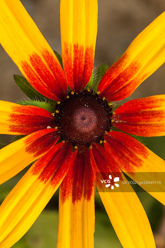 菊科：黑心金光菊图片素材