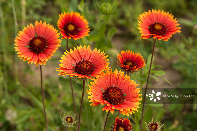 菊科：天人菊图片素材