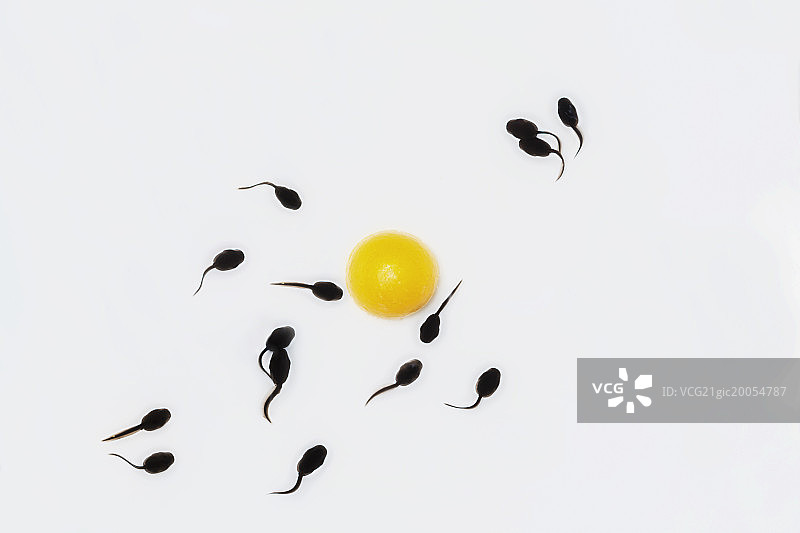 小蝌蚪图片素材