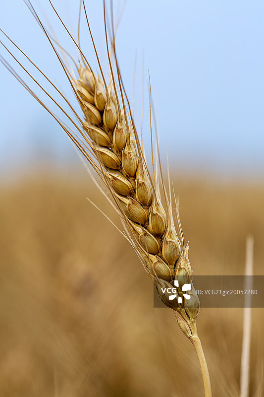 麦田图片素材