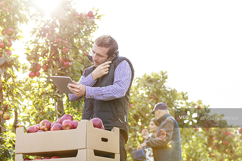 男人在阳光明媚的苹果园里用平板电脑打电话图片素材