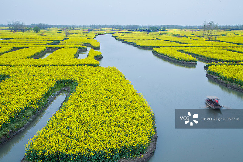 江苏省姜堰市兴化油菜花图片素材
