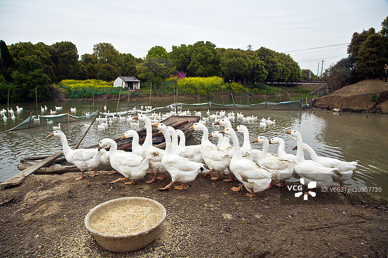 鸭群图片素材