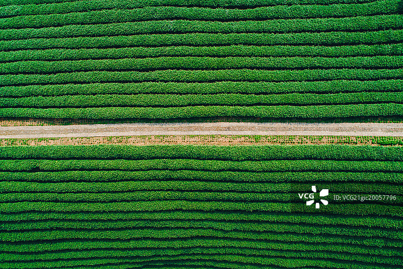 西湖龙井茶园图片素材