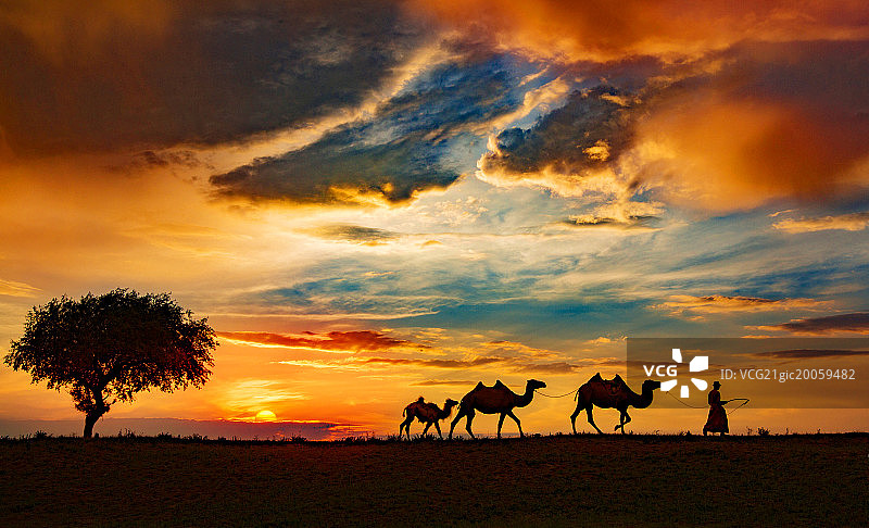 河北省坝上草原驼队图片素材