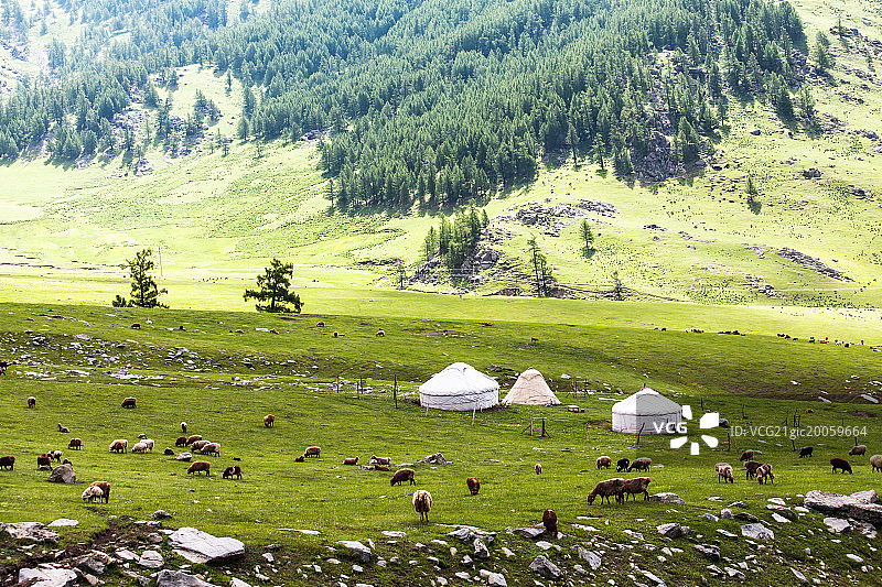 新疆喀纳斯牧场图片素材