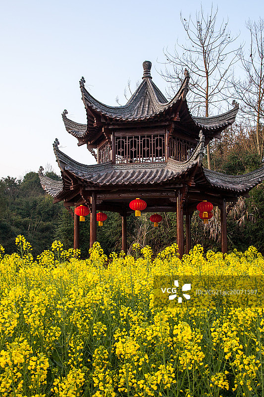 油菜花中的亭子图片素材