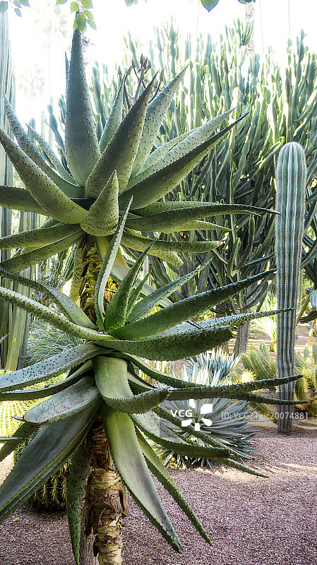 马加瑞利花园图片素材