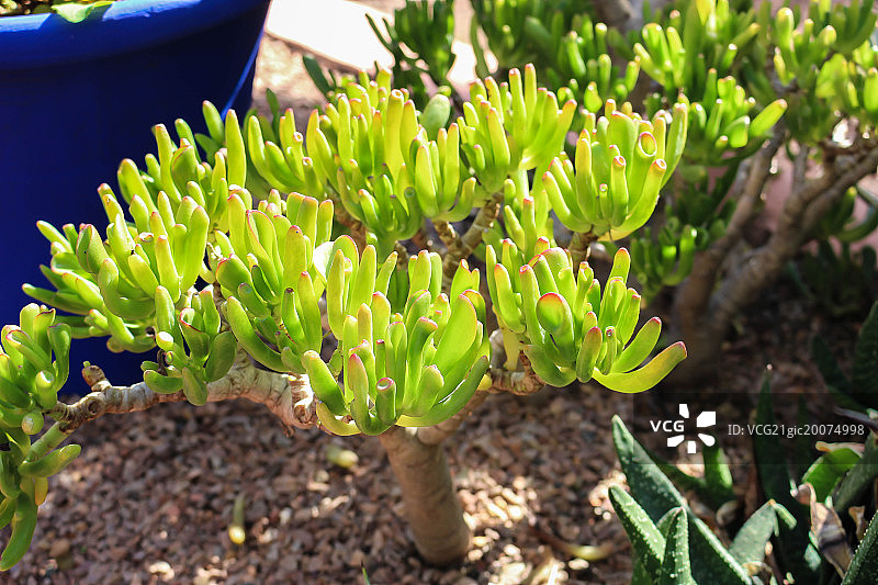 马加瑞利花园图片素材