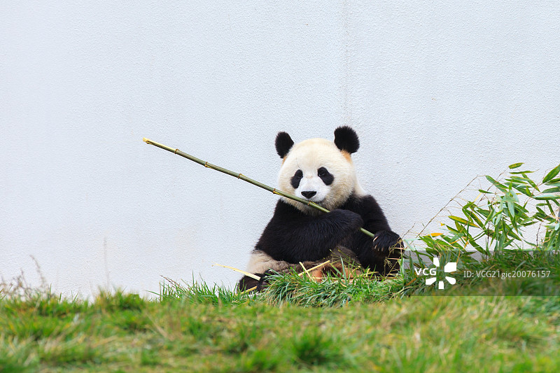 熊猫图片素材