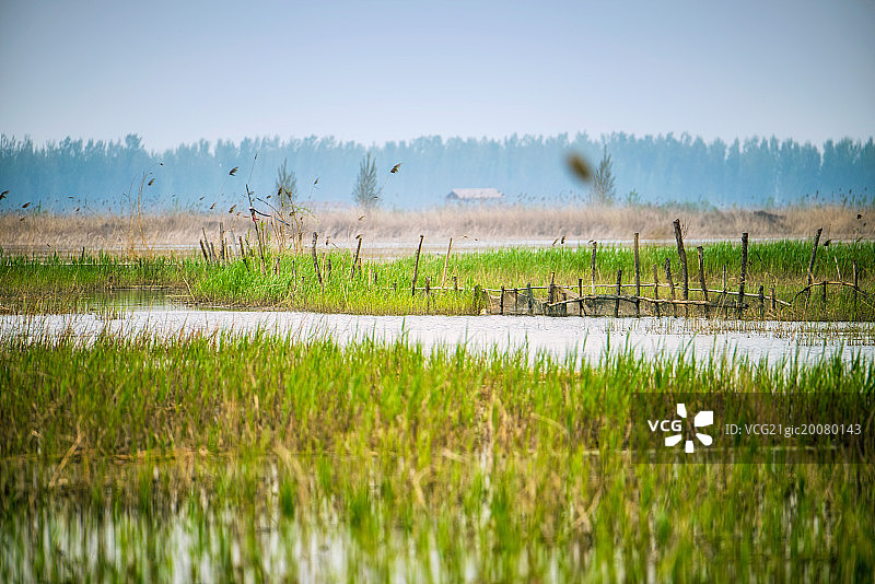 河北省雄安新区白洋淀图片素材