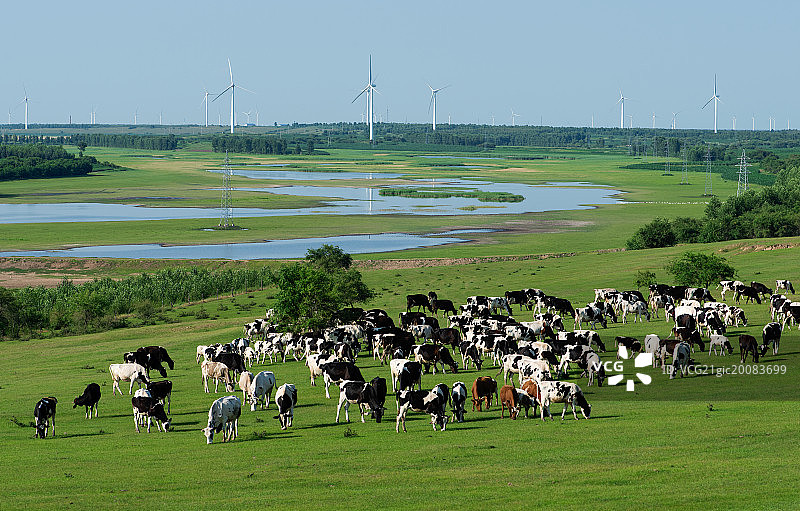 河北省坝上草原放牧图片素材
