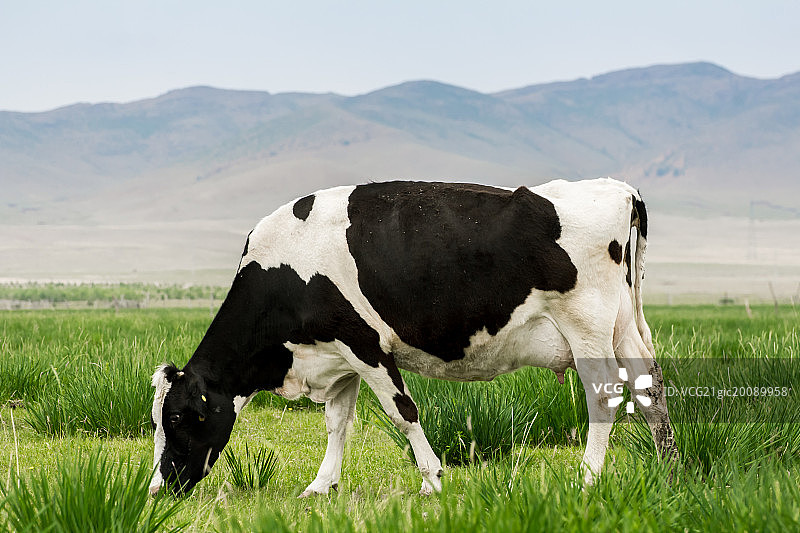 草原上的奶牛图片素材