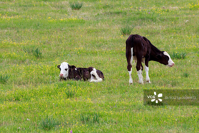 草原上的奶牛图片素材
