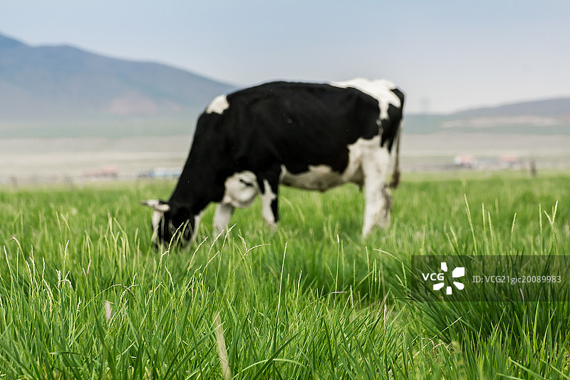 草原上的奶牛图片素材
