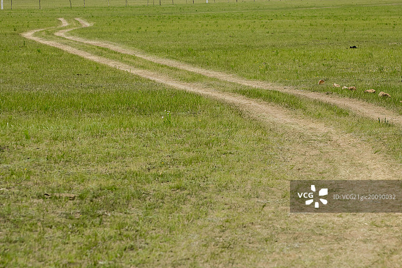 蜿蜒的车辙穿过草原图片素材
