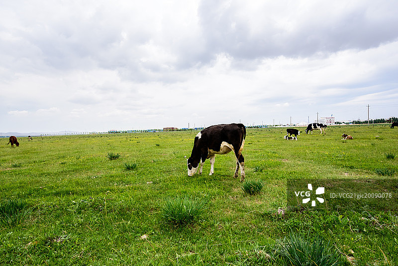 草原上的奶牛图片素材