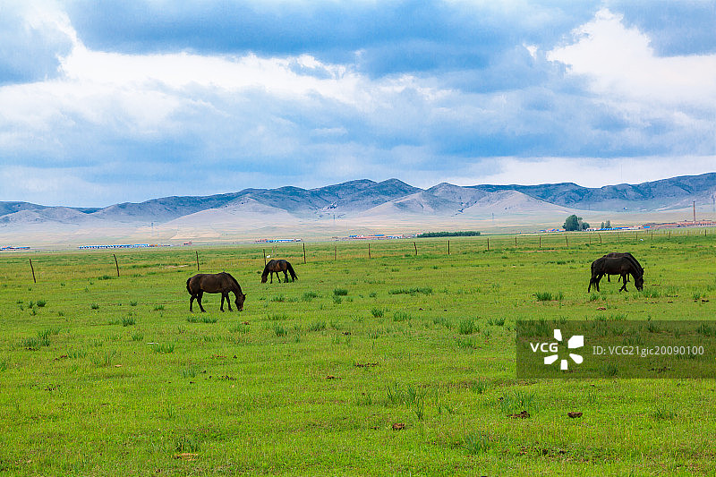 草原上的马图片素材